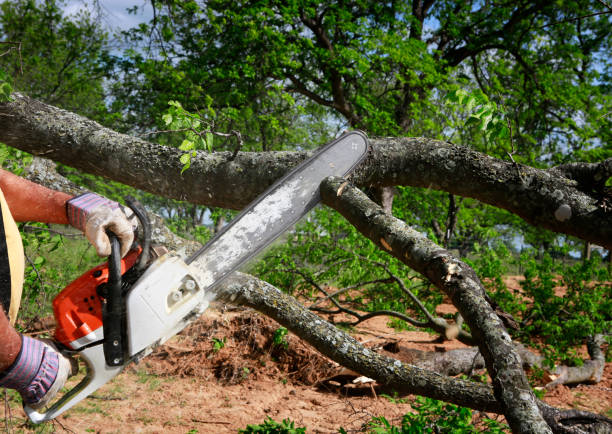 Tree Service Company in Valley Green, PA